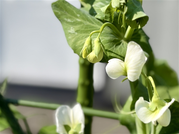 スナップエンドウ